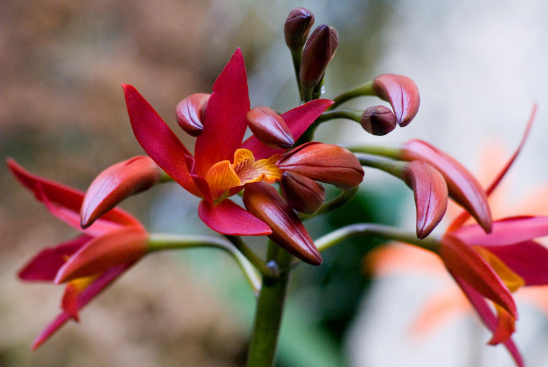 orchid8.jpg