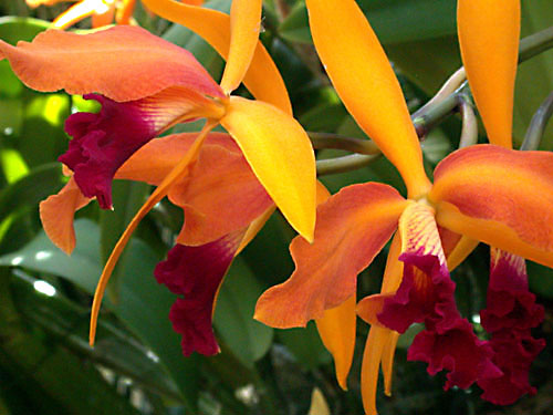 orchid9.jpg