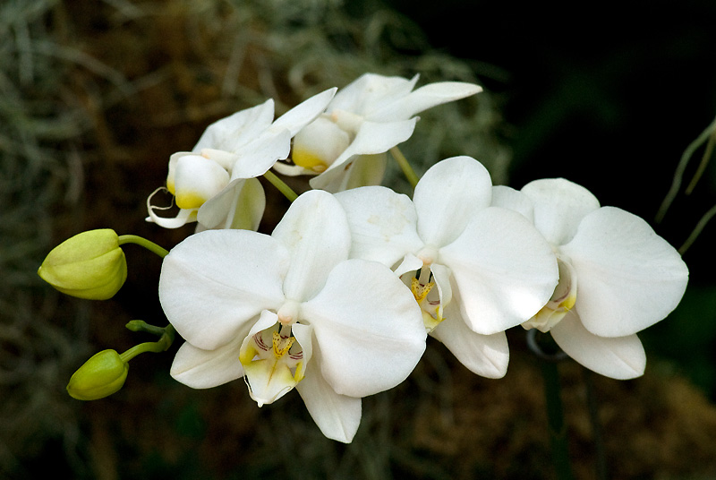 Orchid from MBG 2009 orchid show