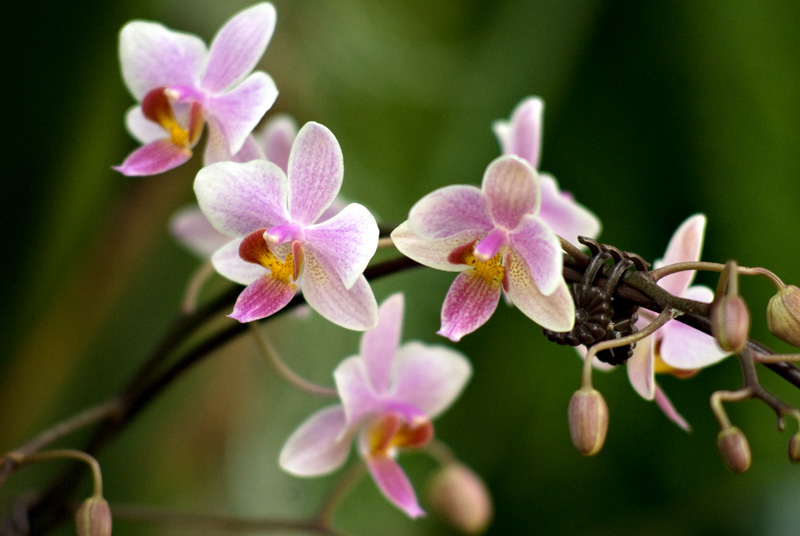 Orchid from MBG 2009 orchid show