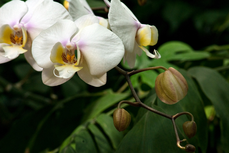 Orchid from MBG 2009 orchid show