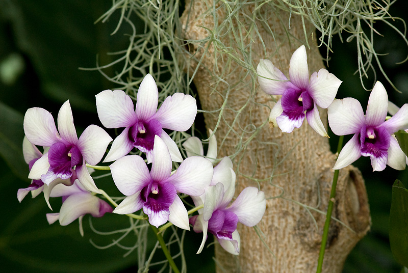 Orchid from MBG 2009 orchid show