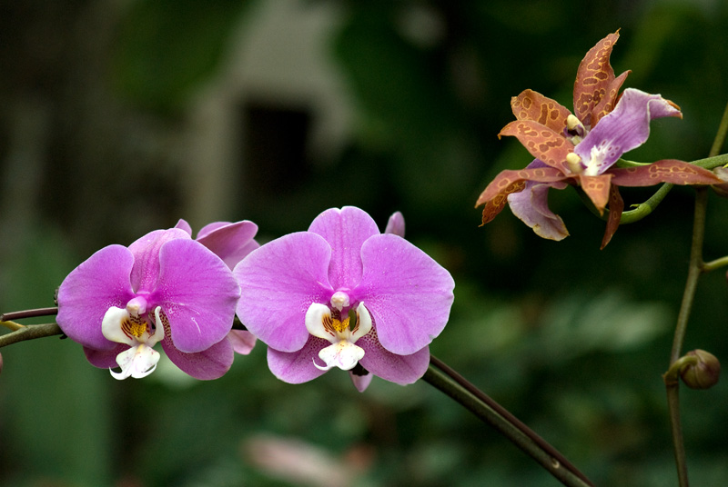 Orchid from MBG 2009 orchid show