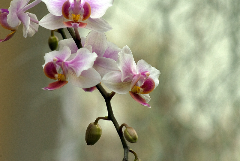 Orchid from MBG 2009 orchid show