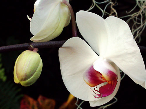 orchidthree1.jpg
