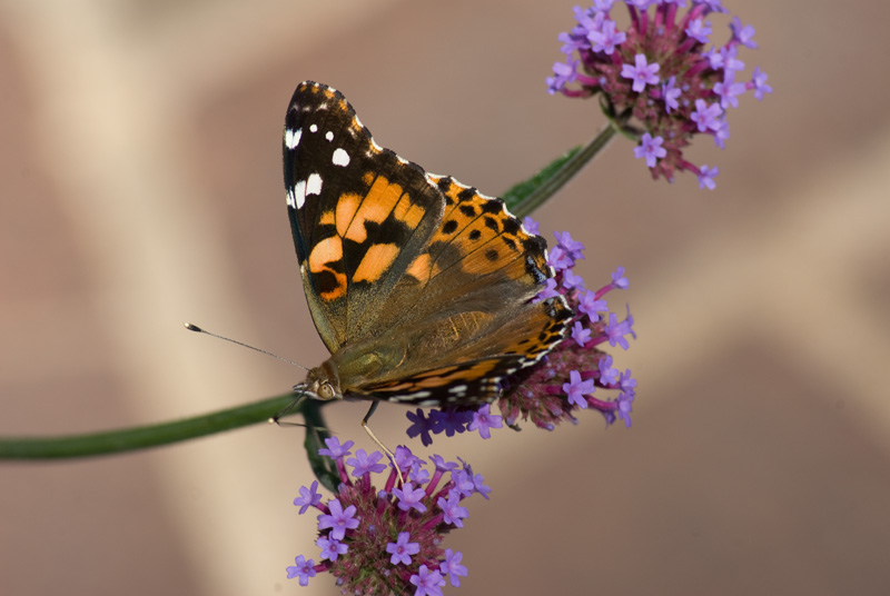 Painted Lady