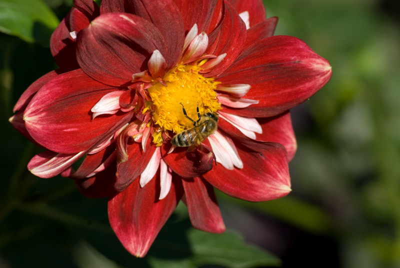 bee on mum