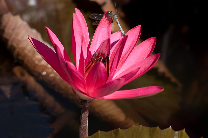 Dragonfly on water lily