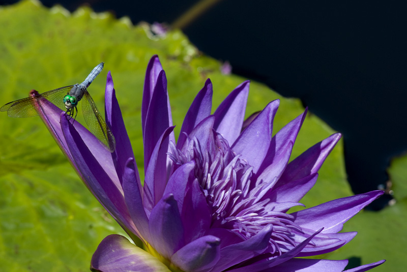 dragonfly on lily