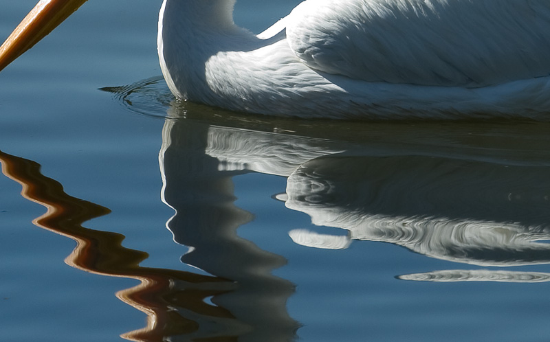 white pelican on lake