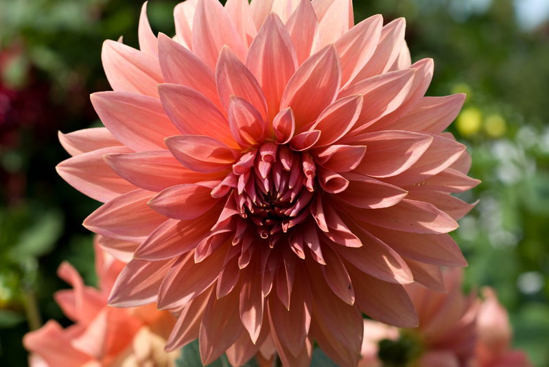 pink dahlia