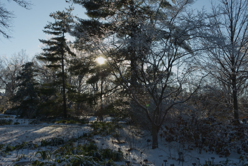 Japanese Garden trees with snow and sun