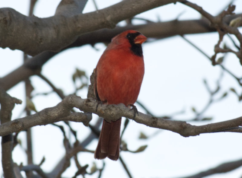 male cardinal in tree