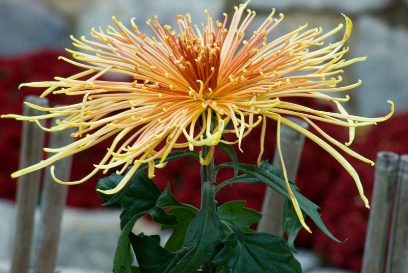 Spider Mum in Fall hues