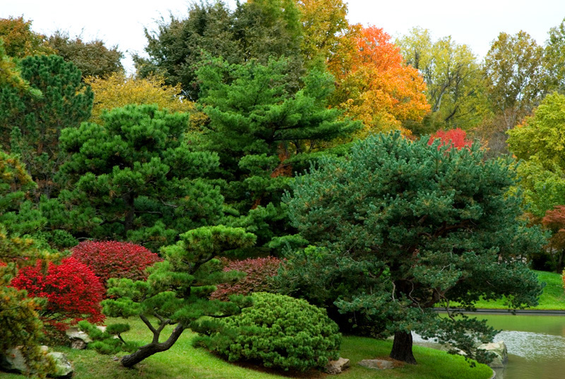 Missouri Botanical Garden: Burning Bush