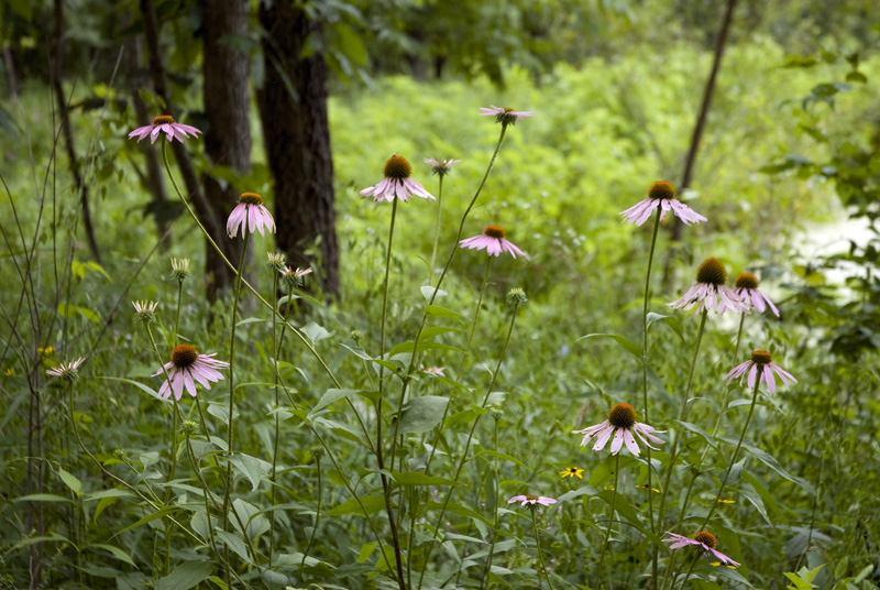 Echinacea flowers