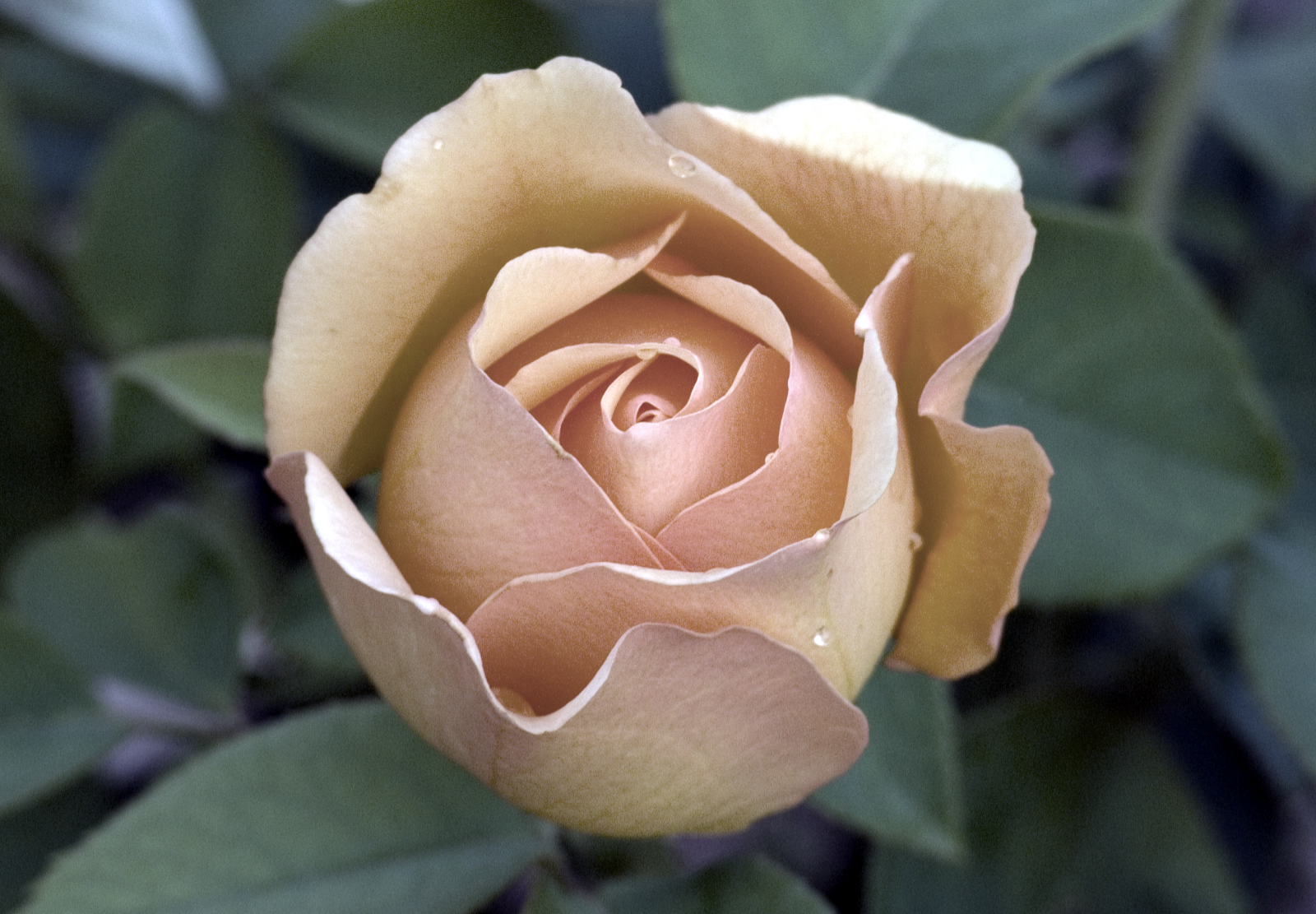 Subtle antique peach rose, barely starting to unfurl, against a back drop of dark green/blue leaves.