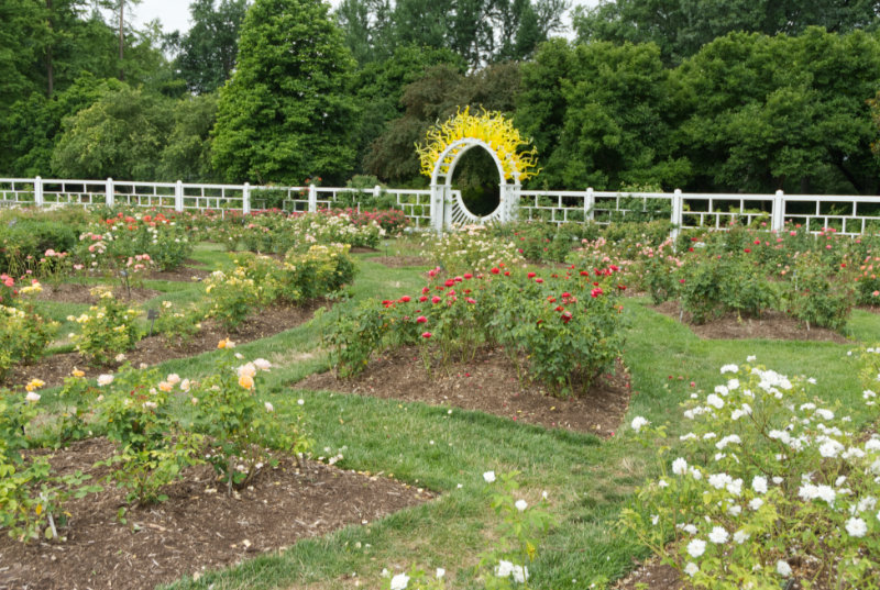 Rose Courtyard