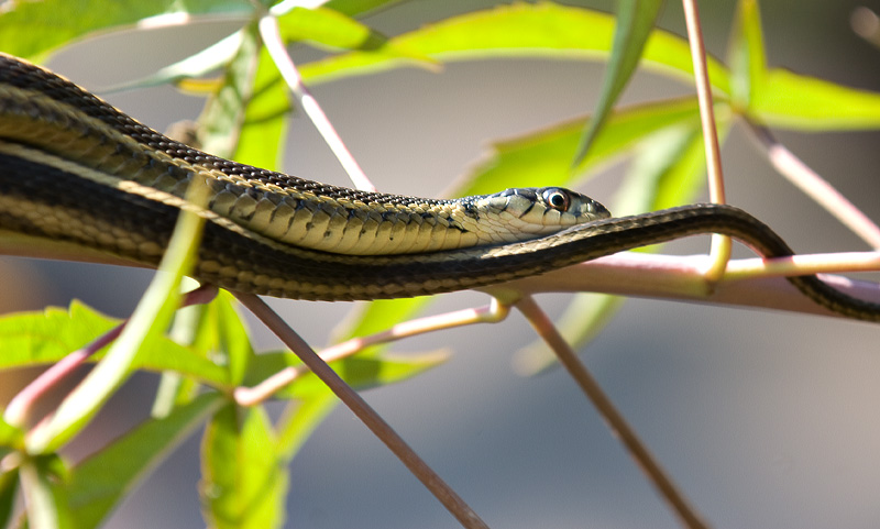 snake on branch