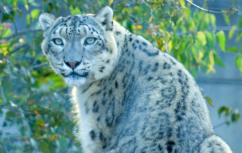 snow leopard