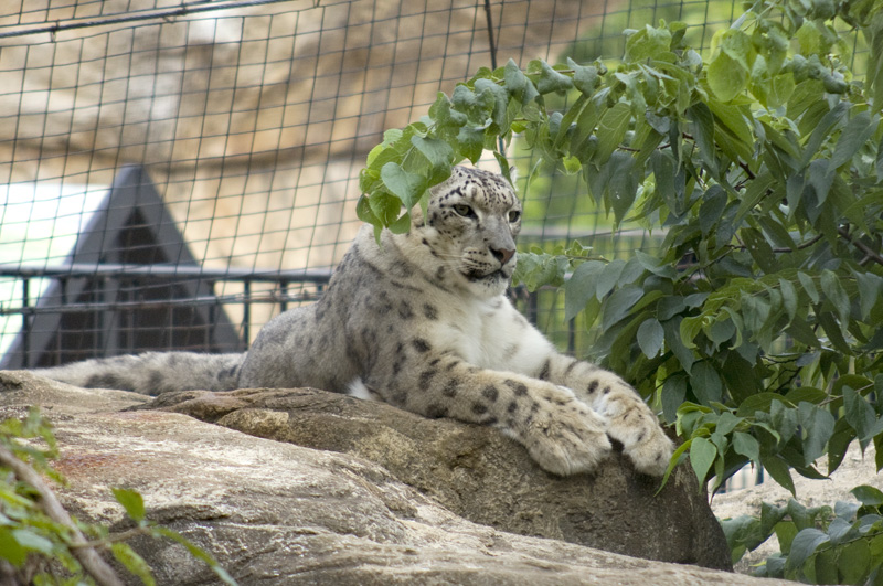 Snow leopard stretching in the sun