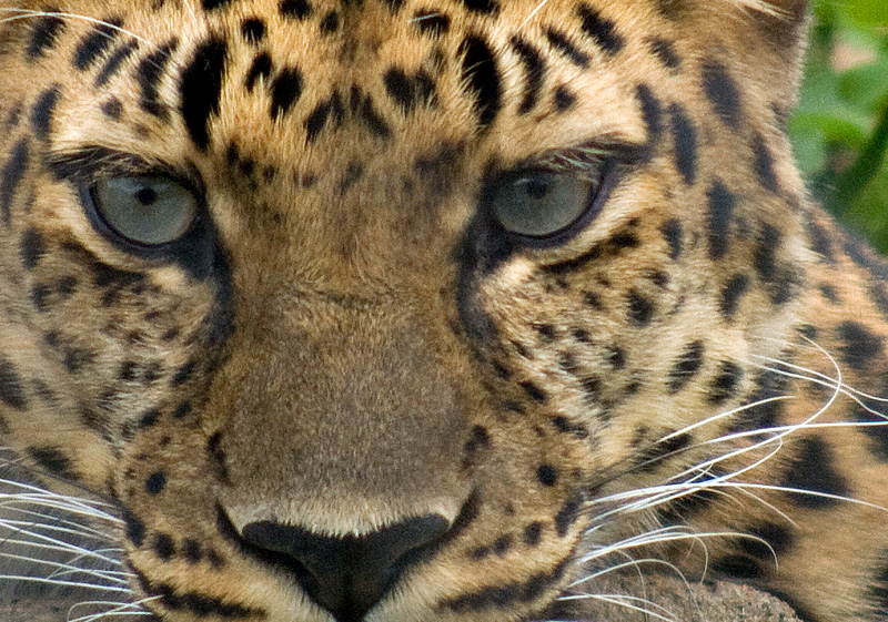 Close up of Amur leopard