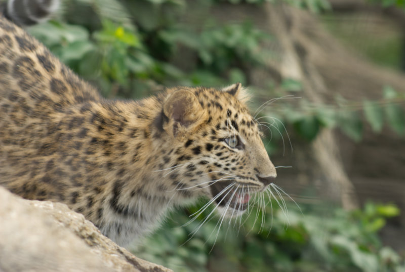 Amur leopard cub