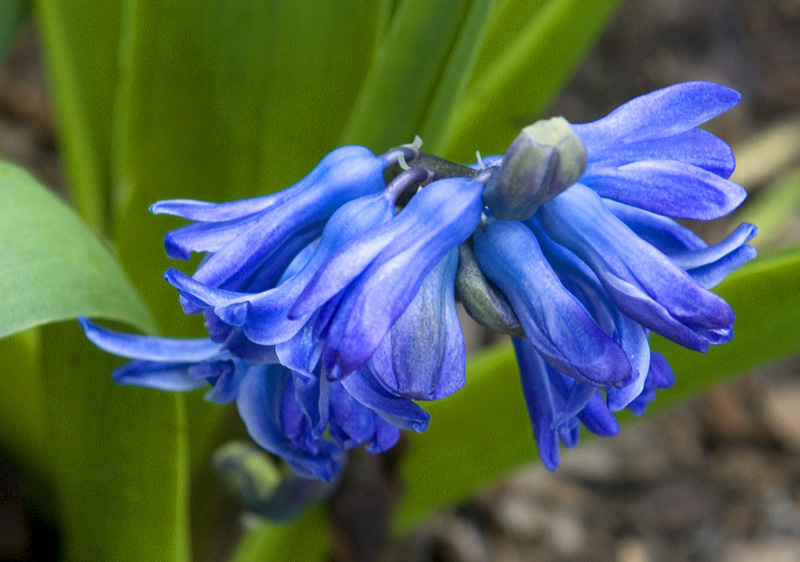 Bluebells