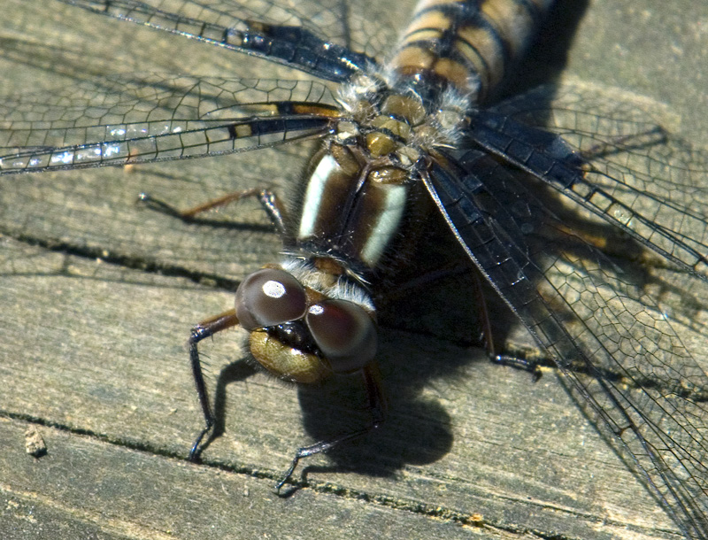 close up of dragonfly