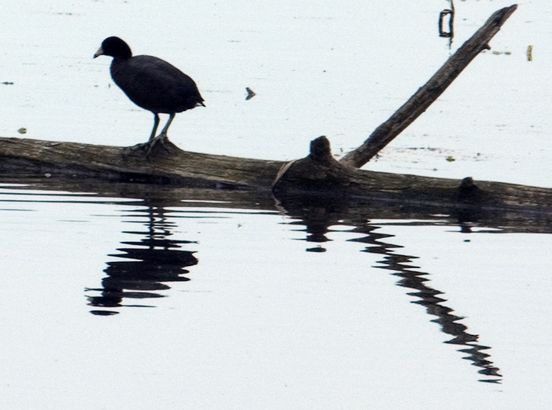 lone duck on log