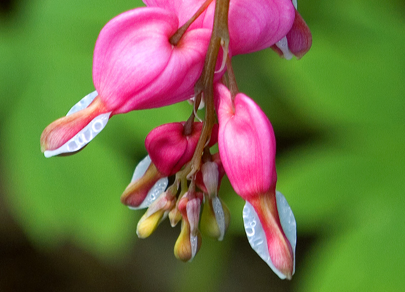 Bright pink flower