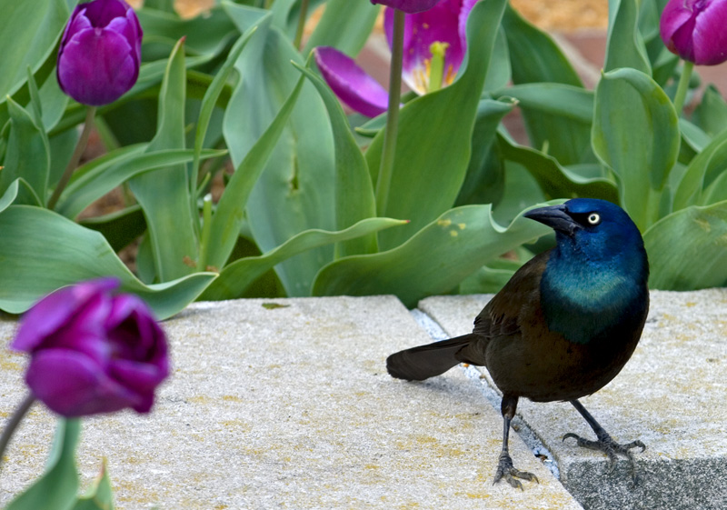 grackle among tulips