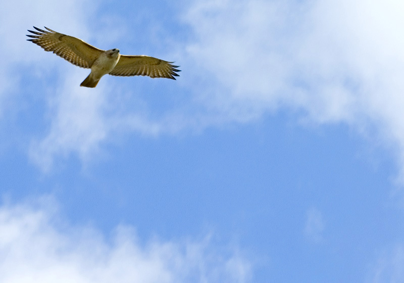 hawk overhead