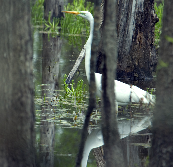 white heron