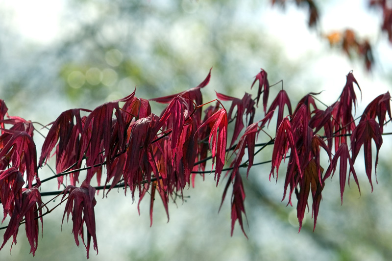 Japanese maple