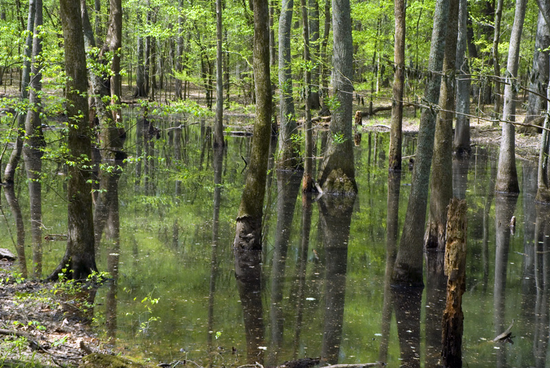 cypress swamp