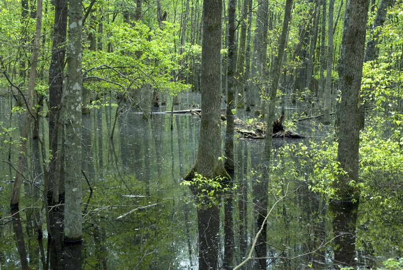 cypress swamp