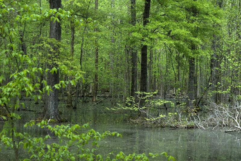 cypress swamp