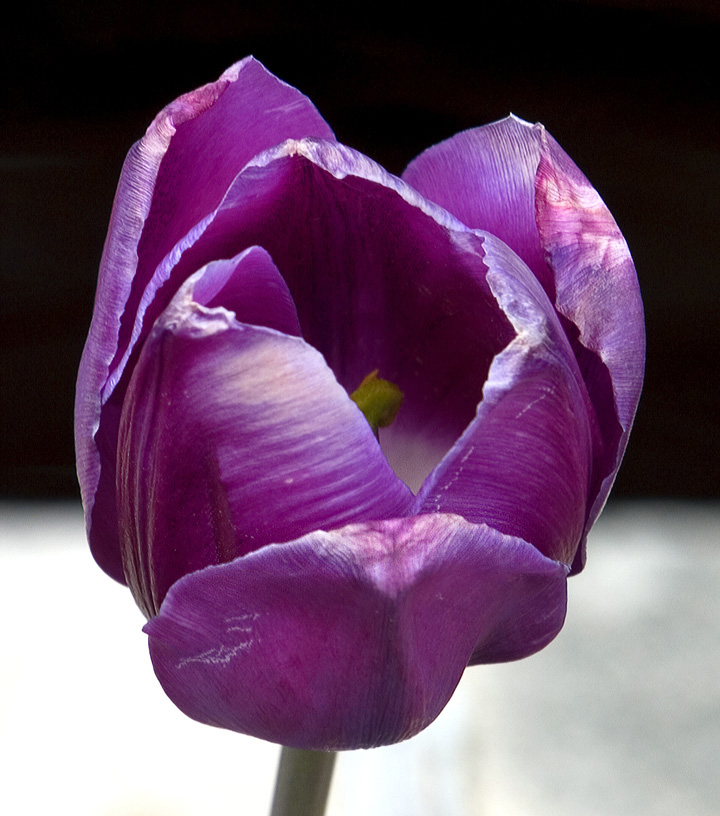 Tulip