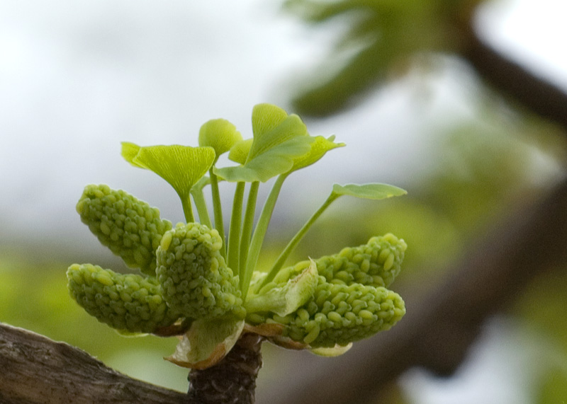 tree leaves