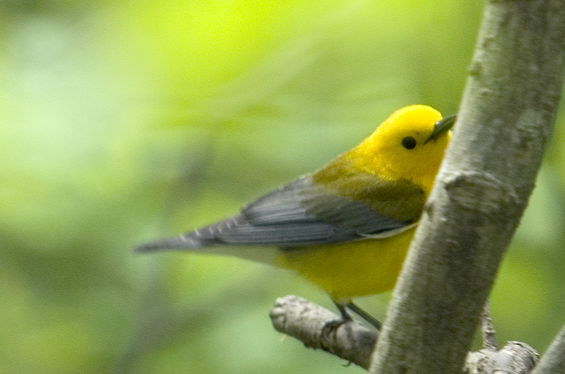 yellow bird