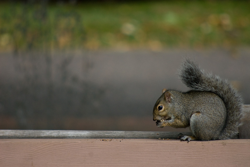 squirrel and meal