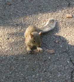 squirrel2.jpg