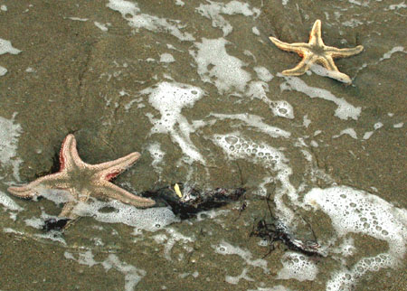 starfish.jpg