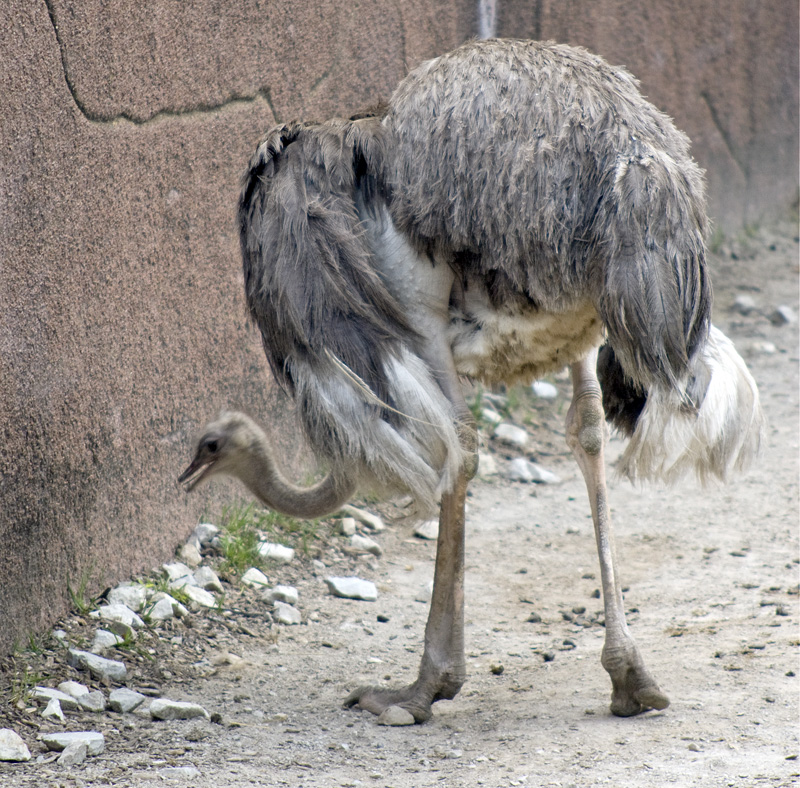 female ostrich Stella