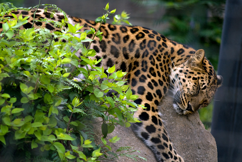 Amur leopard sleeping