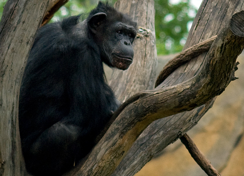 Thoughtful chimp