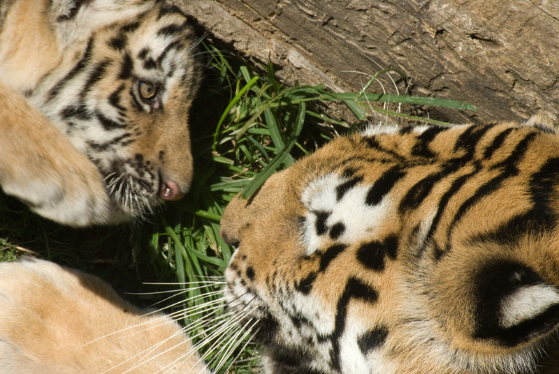 tiger cubs