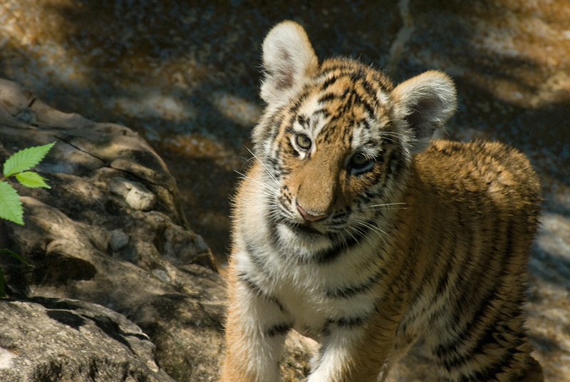 Amur tiger cub