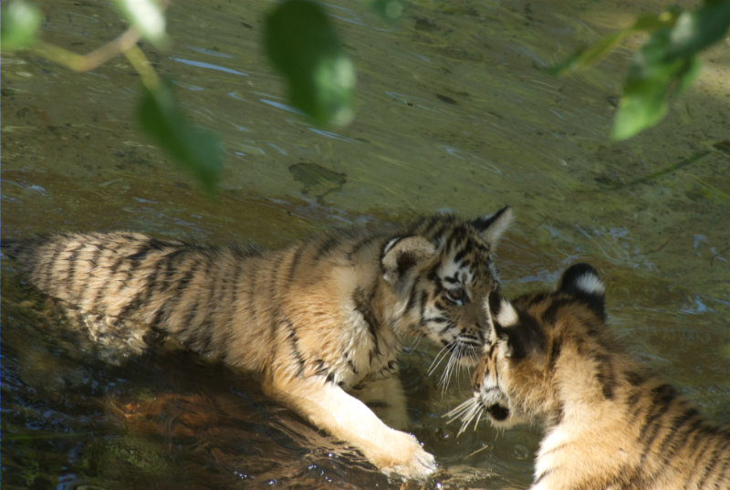 cubs in water